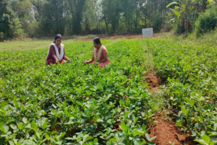 Krishi Vigyan Kendra, Koraput