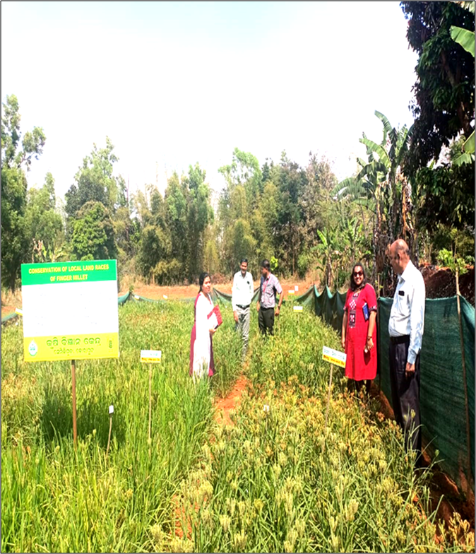 Krishi Vigyan Kendra, Koraput